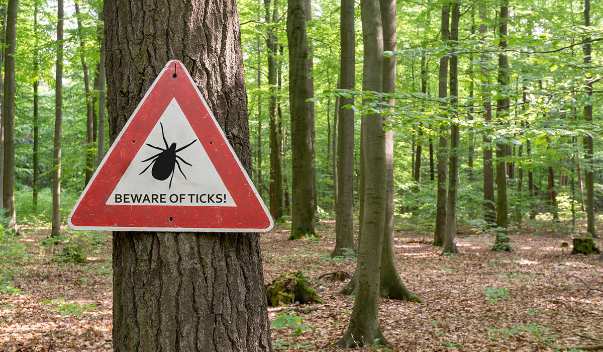 A beware of ticks sign hangs on a tree in the woods.