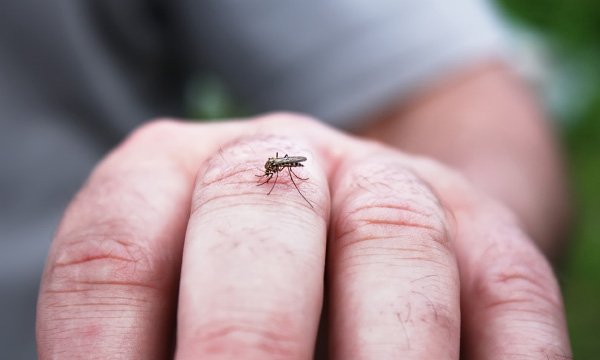 Several tropical mosquito-borne conditions showed up in U.S. Olympians