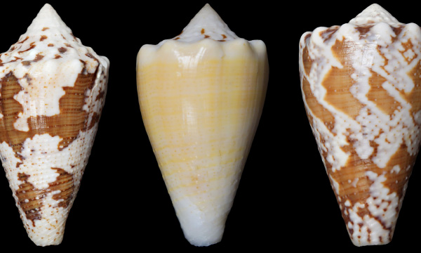 Caribbean cone snails whose venom helped form a compound that could be used to treat chronic pain