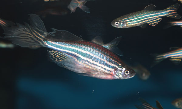 Zebrafish