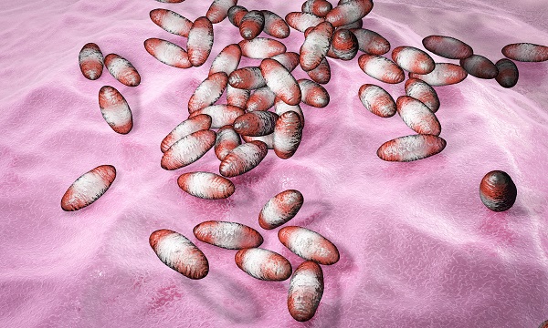 Yersinia pestis, the bacterial agent of the plague