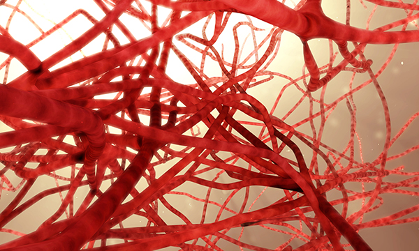 Blood Vessels