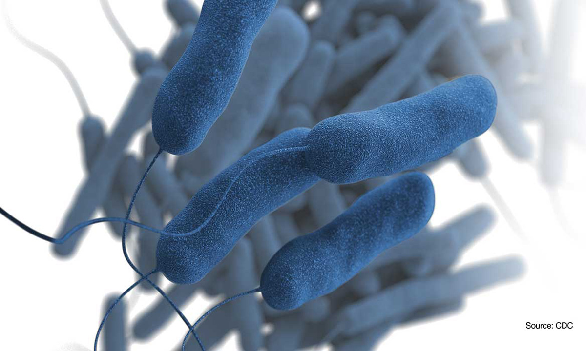 Legionella Bacteria