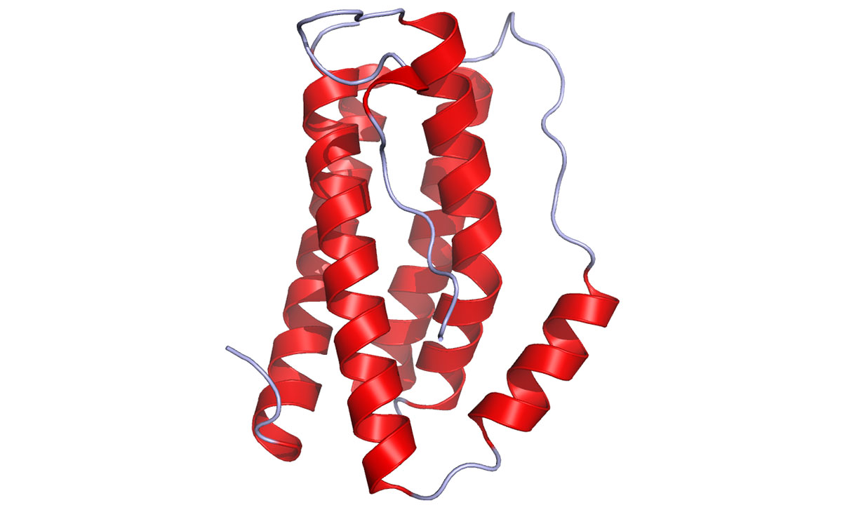 Interleukin 6 (IL-6) Protein