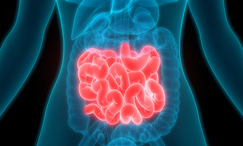 Digestive system illustration