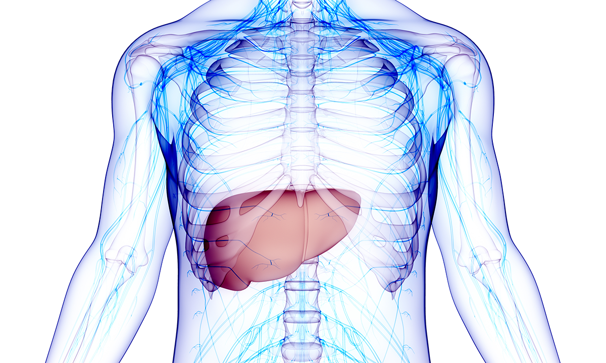 Illustration of an x-ray view of a torso with a highlighted liver.