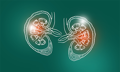 photo illustration of two kidneys