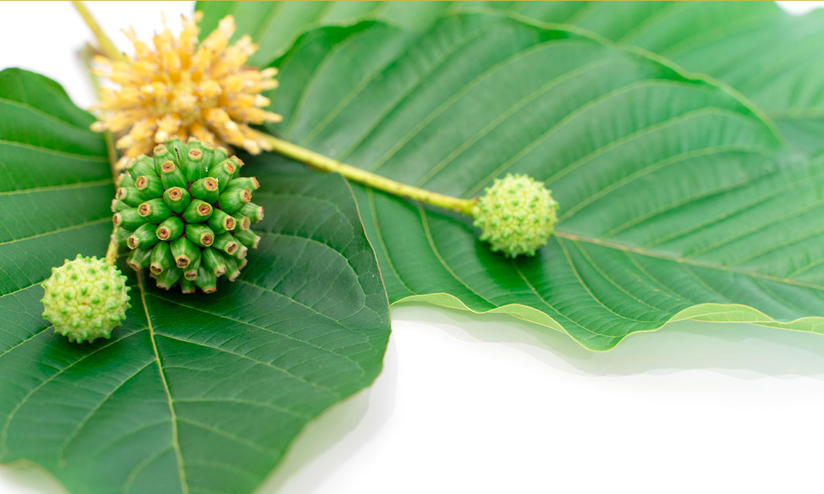 photo of leaves and fruit