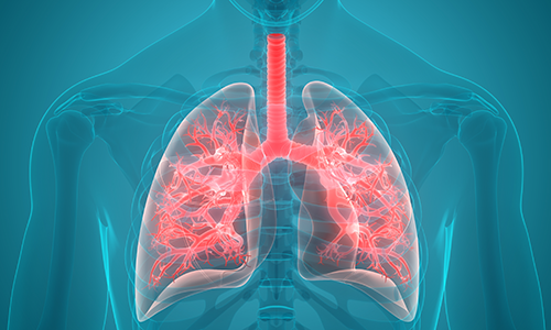 illustration of lungs