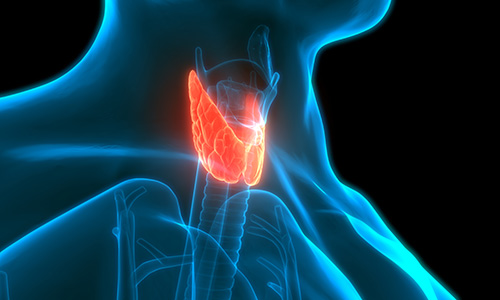 photo illustration of thyroid gland