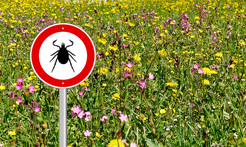 Photo illustration of a field of wildflowers with a tick warning sign