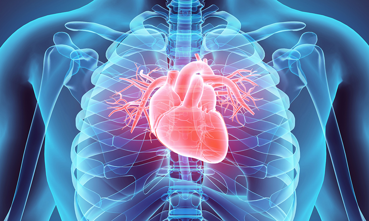 Illustration of skeletal structure of torso with heart and lungs