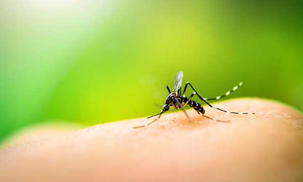 A close-up of a mosquito on a finger