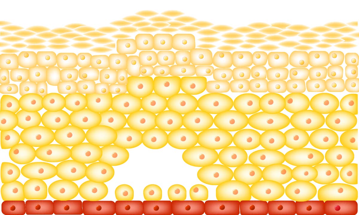 Illustration of cells