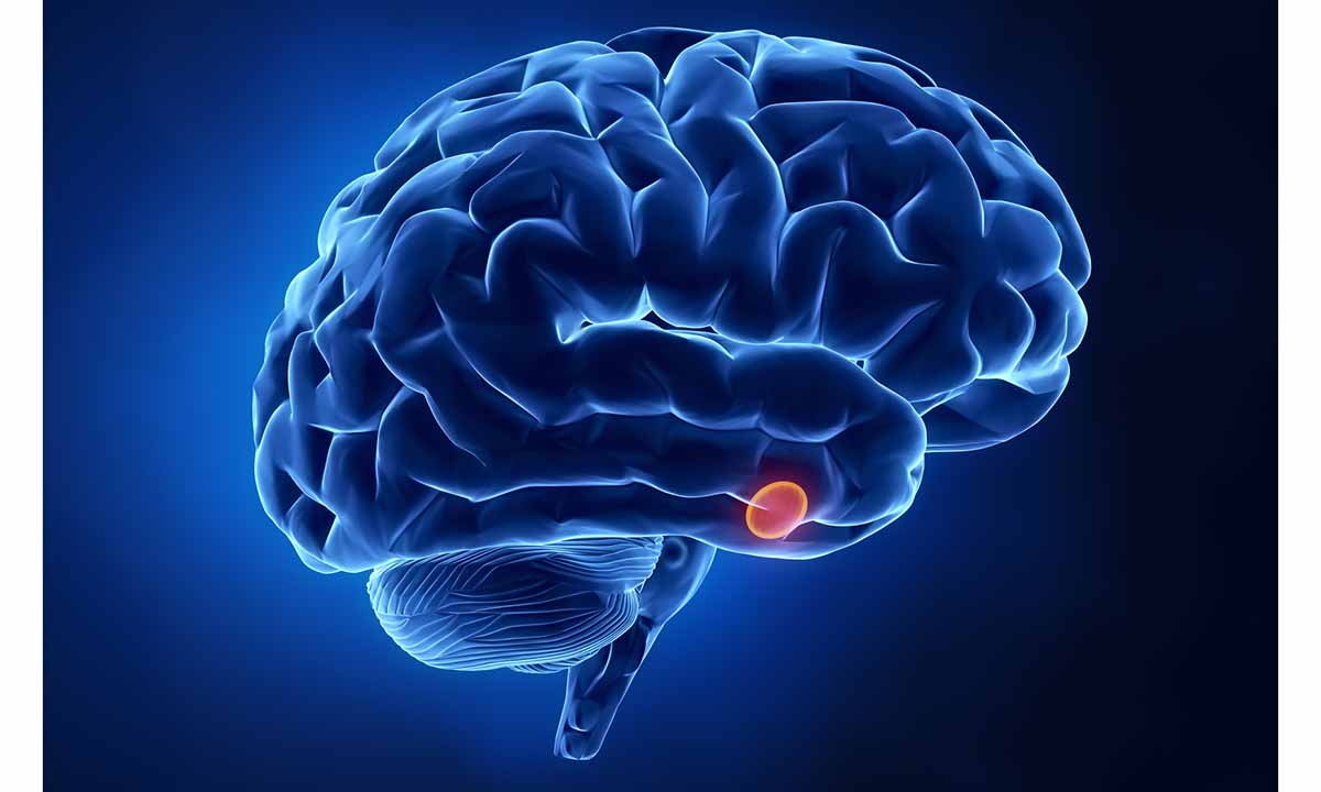 Illustration of the pituitary gland's location in the brain