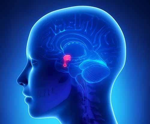 illustration of pituitary gland