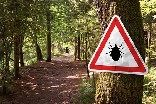 a tick warning sign on a tree in a forest