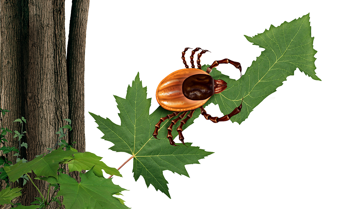 Photo-realistic illustration of a tick on a green maple leaf