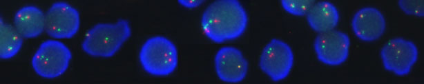 Microscopic image