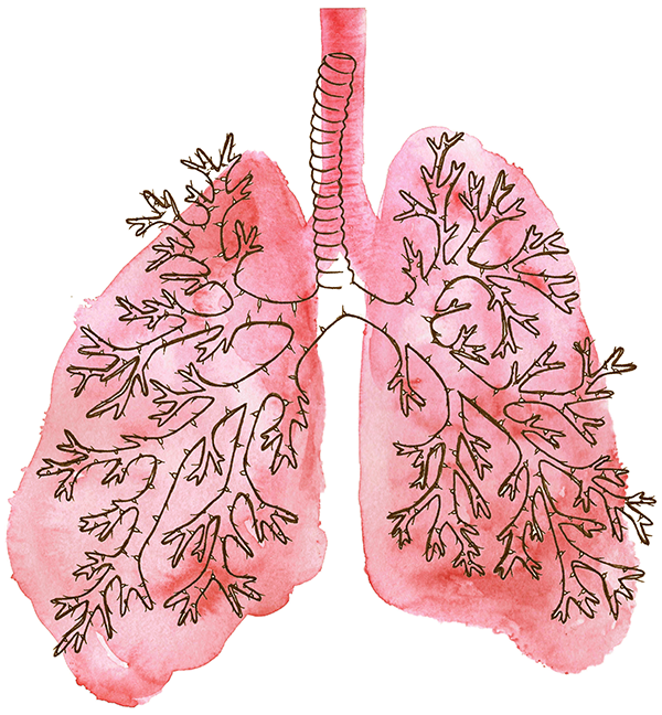 Haemophilus  influenza