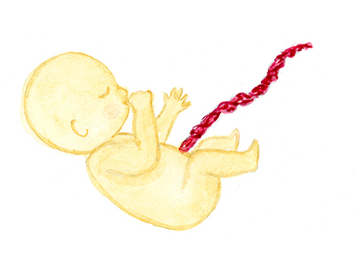 Cord Collection Illustration baby