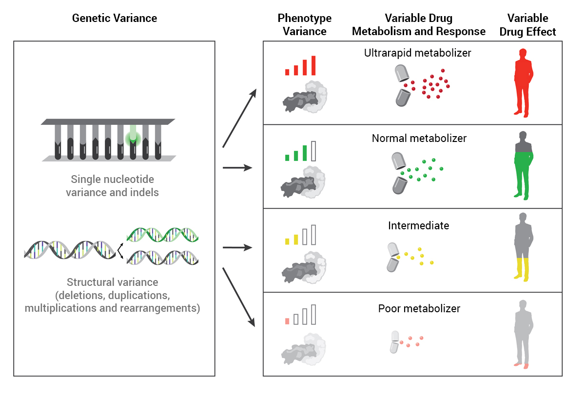 A graph showing how genes affect drug metabolism