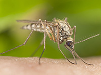 zika-mosquito